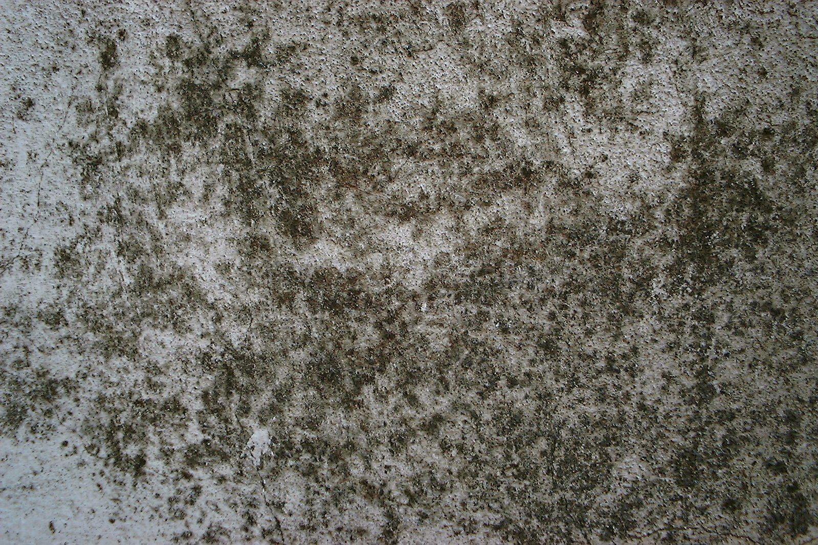 Mold and mildew - mildew on concrete