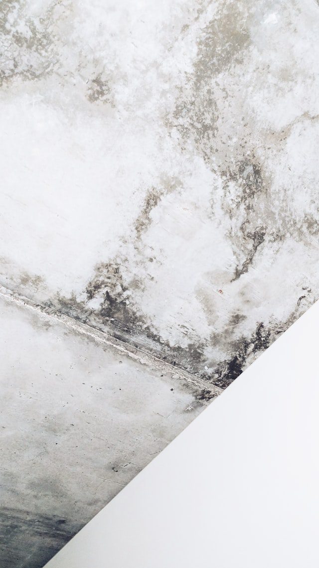 Mold and mildew - mildew on ceiling